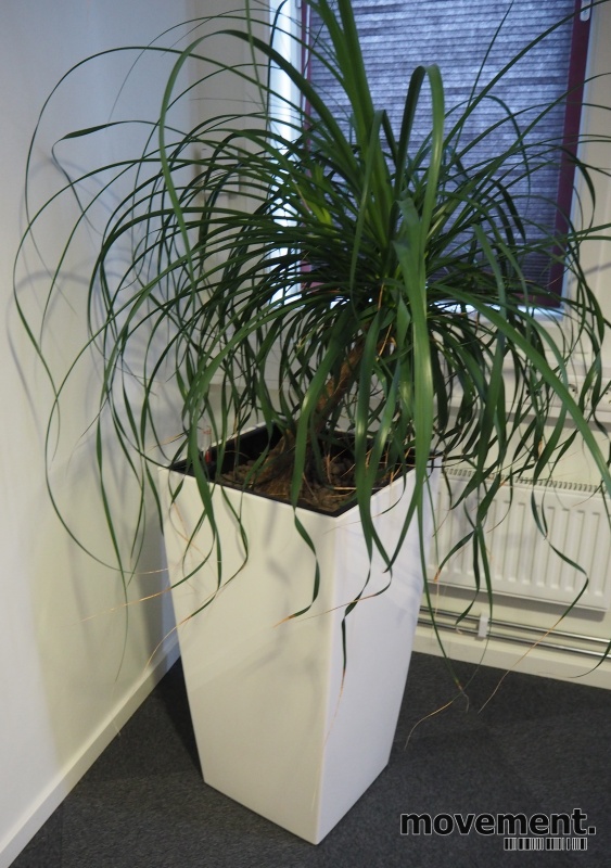 Solgt!Grønn plante, Elefantfot,selvvannende potte, høyde 140cm