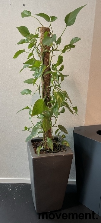 Solgt!Grønn plante, Gullranke ikeramikkpotte, høyde 160cm