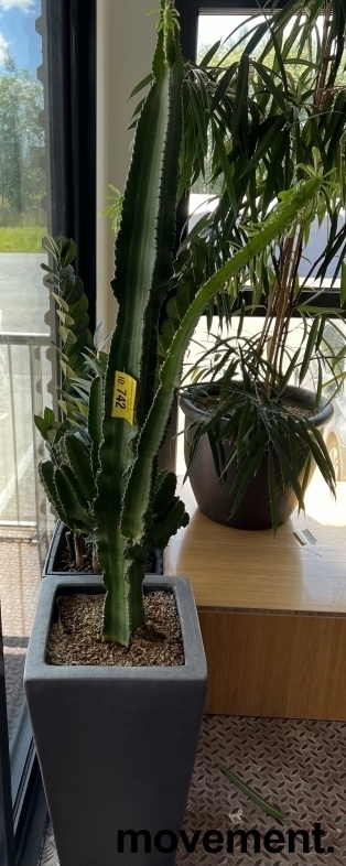 Solgt!Grønn plante / kaktus, EuphorbiaTrigona i keramikkpotte, høyde 170cm